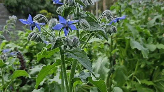 Borage Recipe Ideas Kids Love