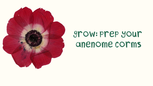 Tutorial: prep your anemone corms