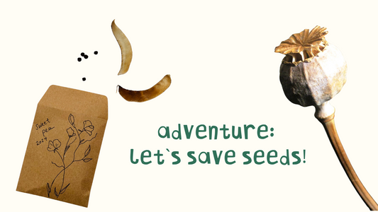 Tutorial: seed saving adventure!