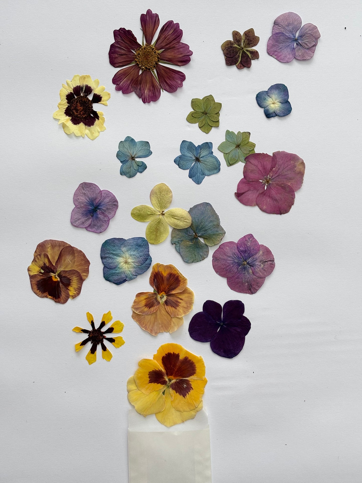Pressed Flowers