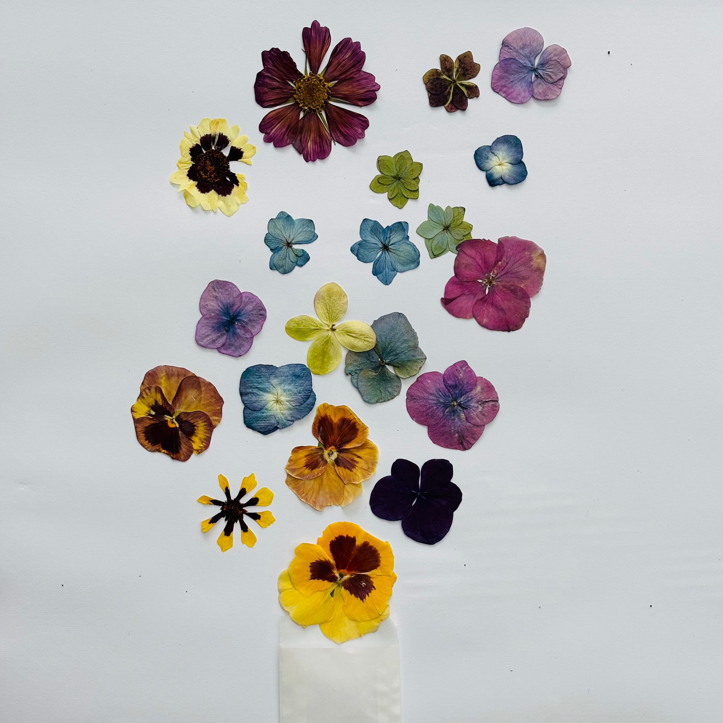 Pressed Flowers